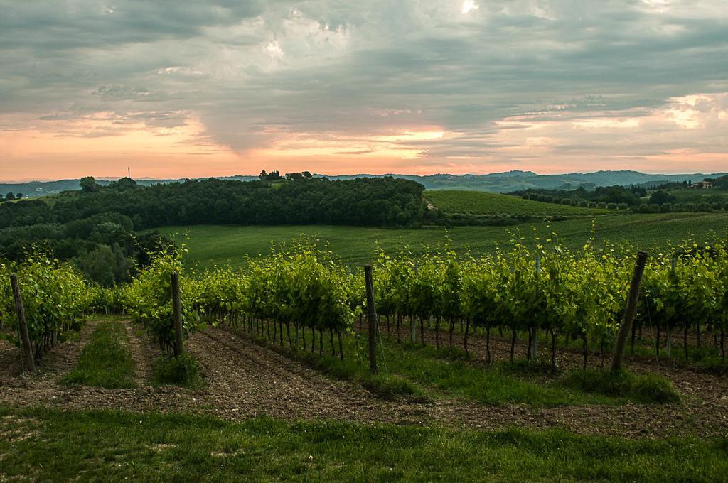 Agriturismo Colleverde Terricciola Экстерьер фото